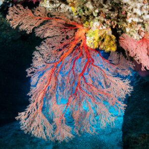 Striking red coral branches in an underwater reef cave, showcasing marine biodiversity.